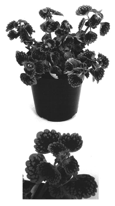 Figure 1 of US plant patent PP15370, the photograph of Kakegawa CE1 printed in the patent.