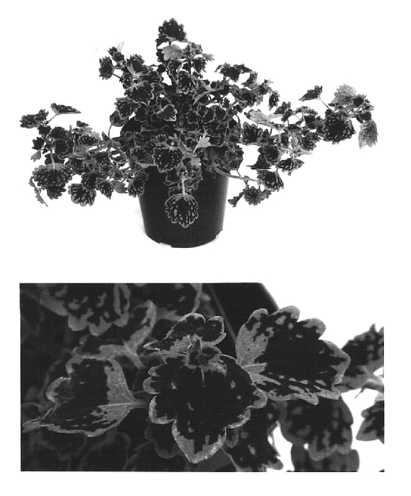 Figure 1 of US plant patent PP15371, the photograph of Kakegawa CE2 printed in the patent.