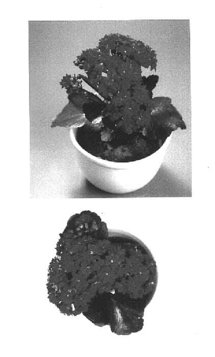 Figure 1 of US plant patent PP15372, the photograph of KJ 2002-0500 printed in the patent.