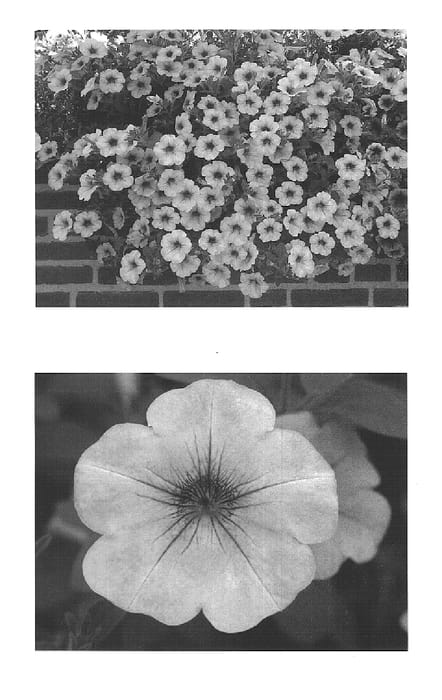 Figure 1 of US plant patent PP15373, the photograph of Wespecarose printed in the patent.