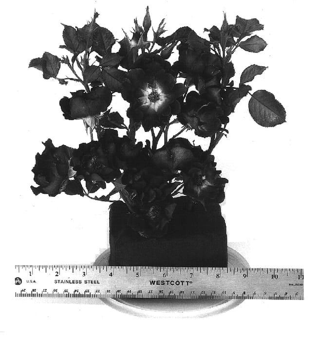 Figure 1 of US plant patent PP15374, the photograph of WEKmorfis printed in the patent.
