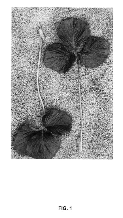 Figure 1 of US plant patent PP15375, the photograph of Driscoll Marin printed in the patent.