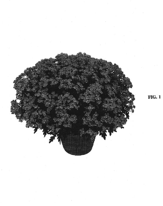 Figure 1 of US plant patent PP15376, the photograph of Chavingtrois printed in the patent.