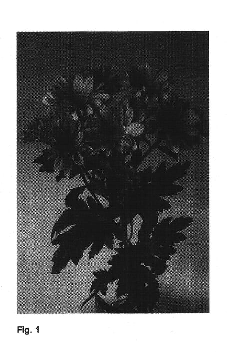 Figure 1 of US plant patent PP15377, the photograph of Redock Orange printed in the patent.