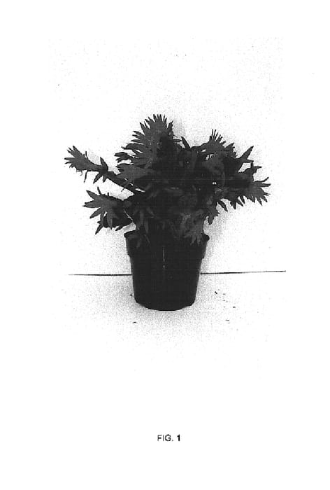 Figure 1 of US plant patent PP15378, the photograph of Rio printed in the patent.