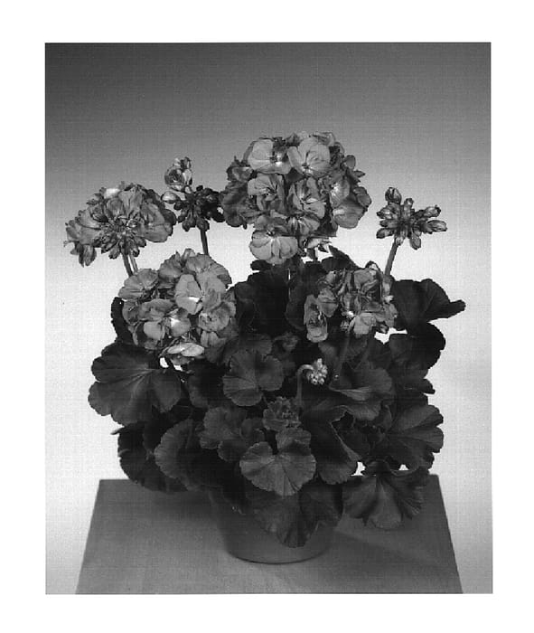 Figure 1 of US plant patent PP15379, the photograph of Fip 469 printed in the patent.