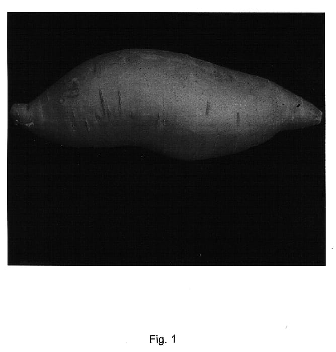 Figure 1 of US plant patent PP15380, the photograph of Bienville sweetpotato printed in the patent.
