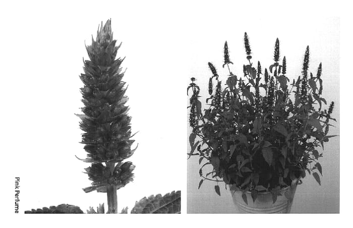 Figure 1 of US plant patent PP15381, the photograph of Pink Perfume printed in the patent.