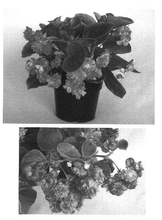 Figure 1 of US plant patent PP15382, the photograph of Gum Drop Rose printed in the patent.