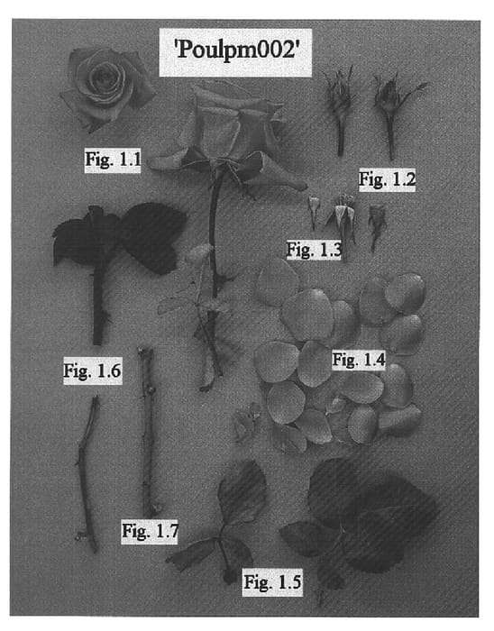 Figure 1 of US plant patent PP15383, the photograph of POULpm002 printed in the patent.
