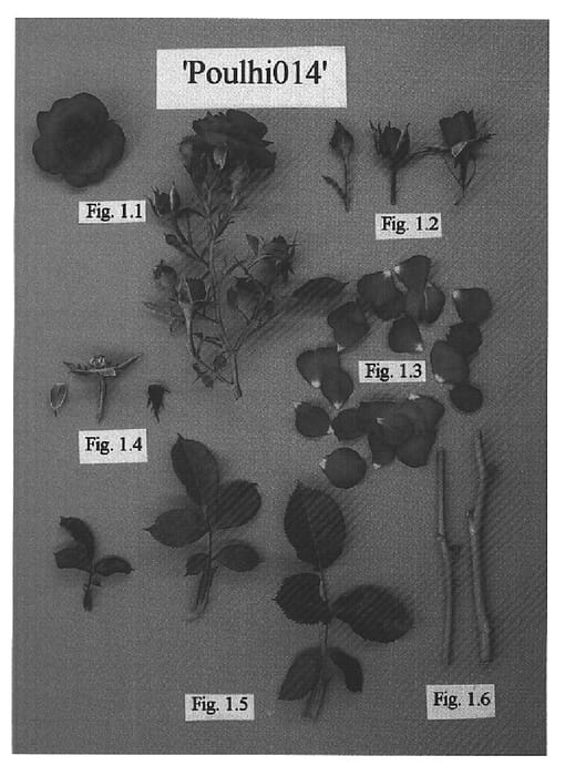Figure 1 of US plant patent PP15384, the photograph of POULhi014 printed in the patent.