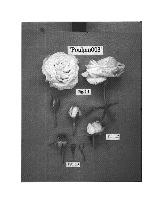 Figure 1 of US plant patent PP15385, the photograph of POULpm003 printed in the patent.