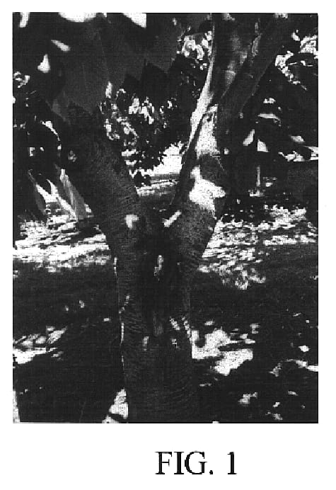 Figure 1 of US plant patent PP15386, the photograph of Brown printed in the patent.