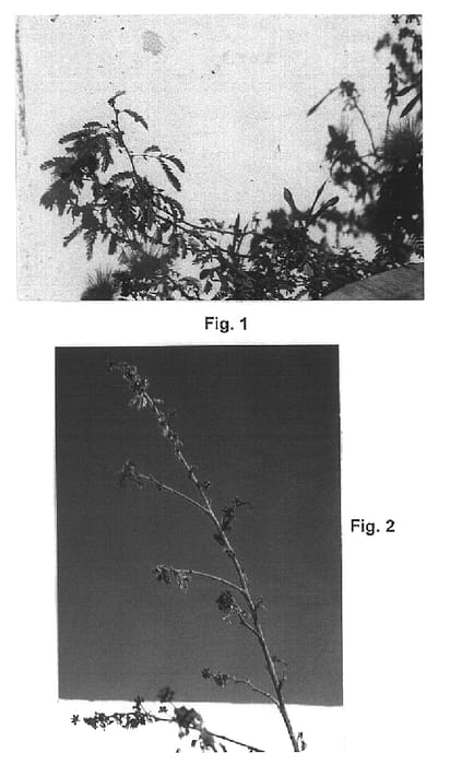 Figure 1 of US plant patent PP15387, the photograph of Lianca printed in the patent.