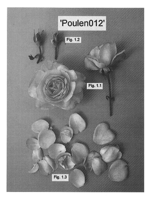 Figure 1 of US plant patent PP15388, the photograph of Poulen012 printed in the patent.