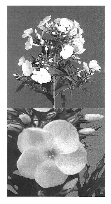 Figure 1 of US plant patent PP15389, the photograph of Indico printed in the patent.