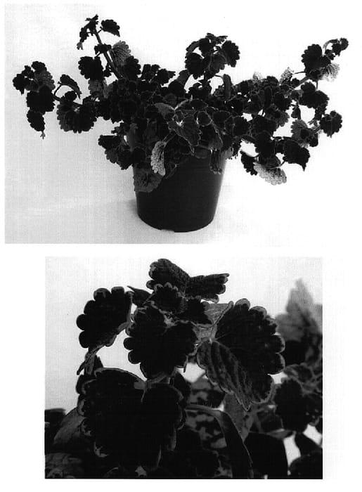 Figure 1 of US plant patent PP15390, the photograph of Kakegawa CE8 printed in the patent.