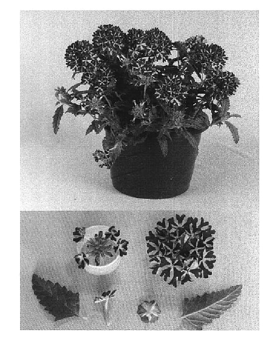 Figure 1 of US plant patent PP15391, the photograph of Kieverstar SC printed in the patent.