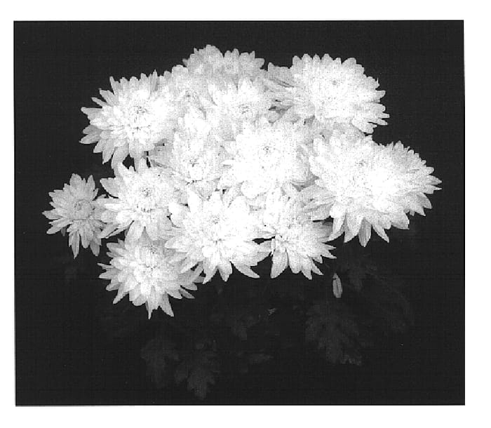 Figure 1 of US plant patent PP15392, the photograph of Yoanchorage printed in the patent.