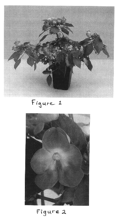 Figure 1 of US plant patent PP15393, the photograph of Balfusinred printed in the patent.