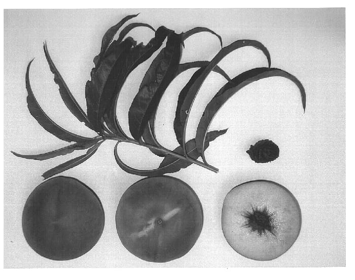 Figure 1 of US plant patent PP15394, the photograph of Burpeachtwenty printed in the patent.