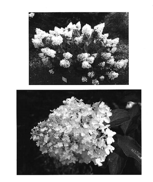 Figure 1 of US plant patent PP15395, the photograph of Little Lamb printed in the patent.