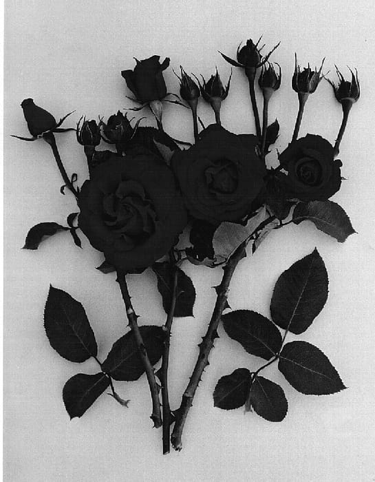 Figure 1 of US plant patent PP15396, the photograph of Twoagain printed in the patent.