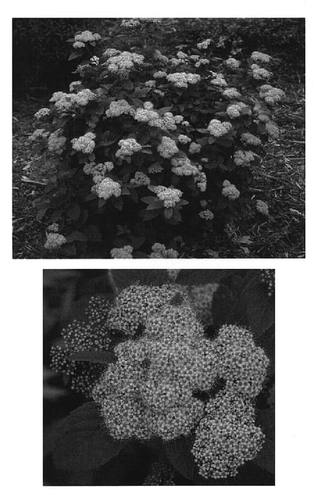 Figure 1 of US plant patent PP15397, the photograph of Wilma printed in the patent.