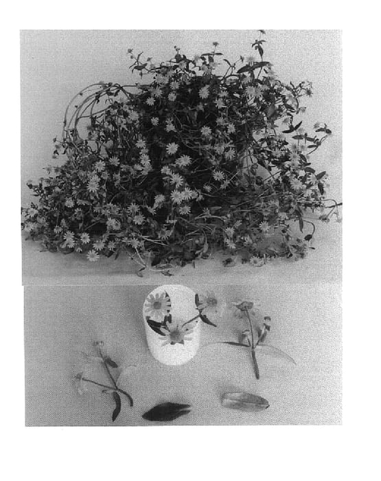 Figure 1 of US plant patent PP15398, the photograph of QuHa 4015/1 printed in the patent.