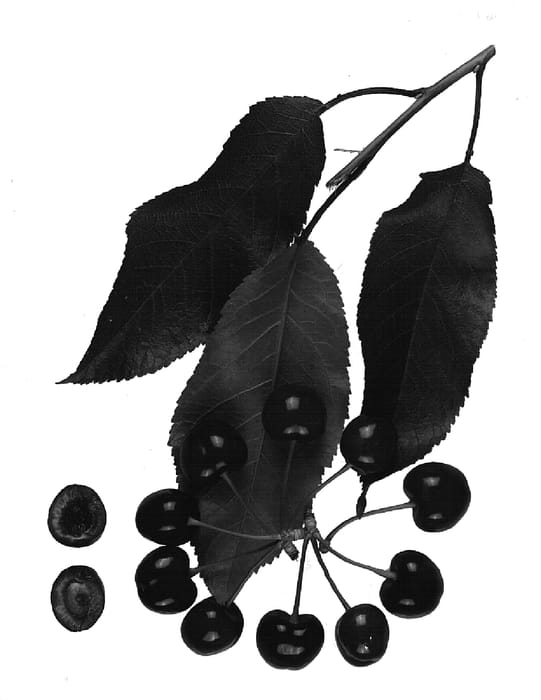 Figure 1 of US plant patent PP15399, the photograph of Royal Kay printed in the patent.
