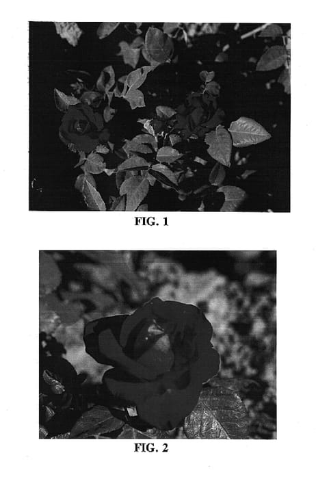 Figure 1 of US plant patent PP15400, the photograph of BAIhero printed in the patent.