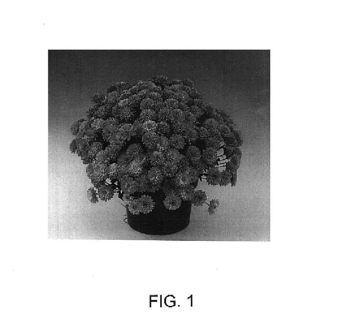 Figure 1 of US plant patent PP15401, the photograph of Lyra printed in the patent.