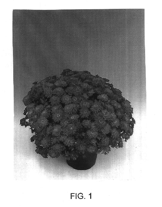 Figure 1 of US plant patent PP15402, the photograph of Cecaesar printed in the patent.