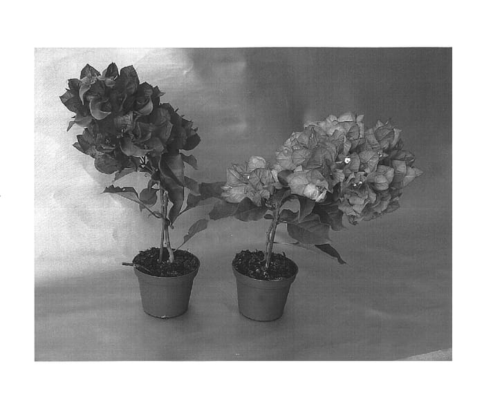 Figure 1 of US plant patent PP15403, the photograph of Vera Lynn printed in the patent.