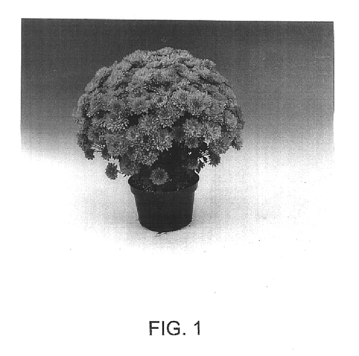 Figure 1 of US plant patent PP15404, the photograph of Hector printed in the patent.