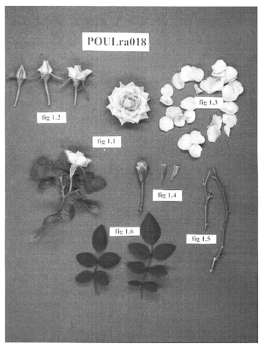 Figure 1 of US plant patent PP15405, the photograph of POULra018 printed in the patent.