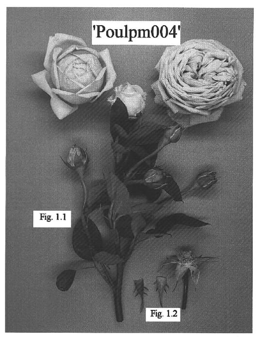Figure 1 of US plant patent PP15406, the photograph of POULpm004 printed in the patent.