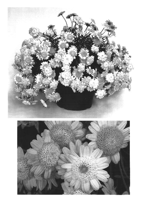 Figure 1 of US plant patent PP15407, the photograph of Supalav printed in the patent.