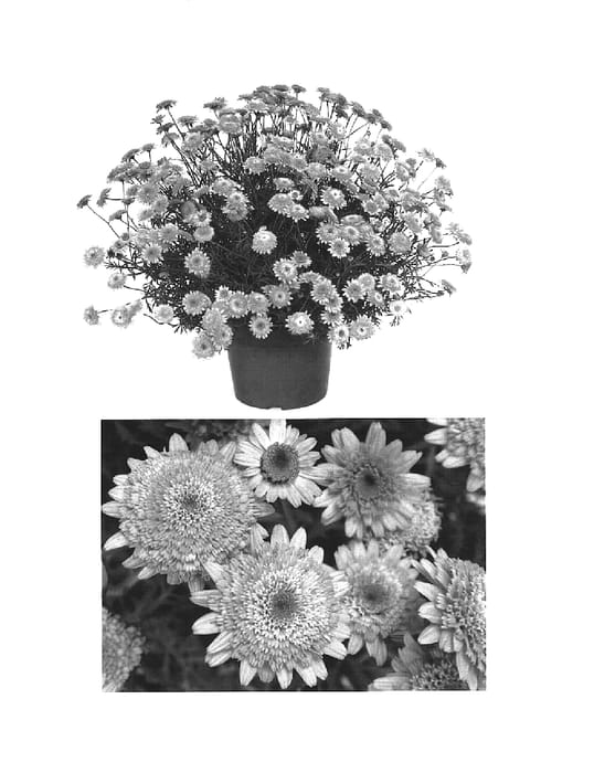 Figure 1 of US plant patent PP15408, the photograph of Supacher printed in the patent.