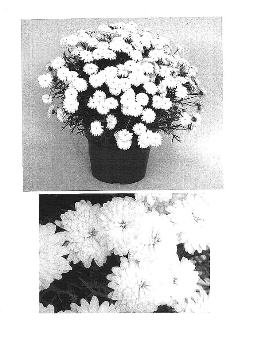 Figure 1 of US plant patent PP15409, the photograph of Supalife printed in the patent.