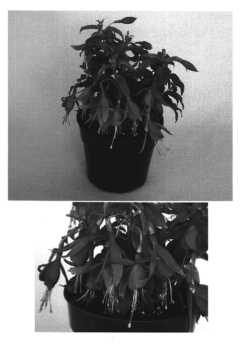 Figure 1 of US plant patent PP15410, the photograph of Kiecandiro printed in the patent.