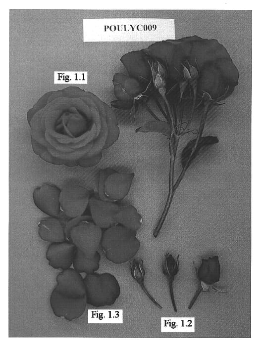 Figure 1 of US plant patent PP15411, the photograph of POULyc009 printed in the patent.