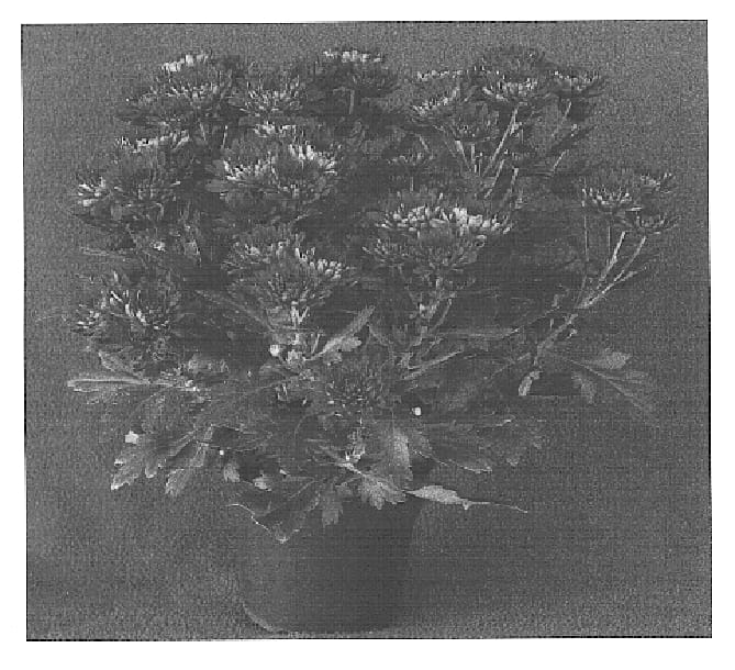 Figure 1 of US plant patent PP15412, the photograph of Yotobago printed in the patent.
