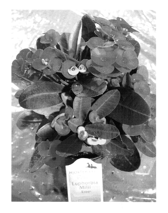 Figure 1 of US plant patent PP15413, the photograph of Eros printed in the patent.