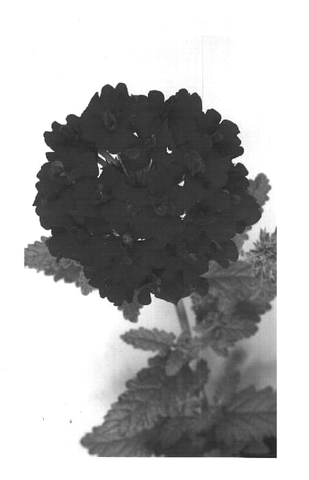 Figure 1 of US plant patent PP15414, the photograph of Comiverd printed in the patent.