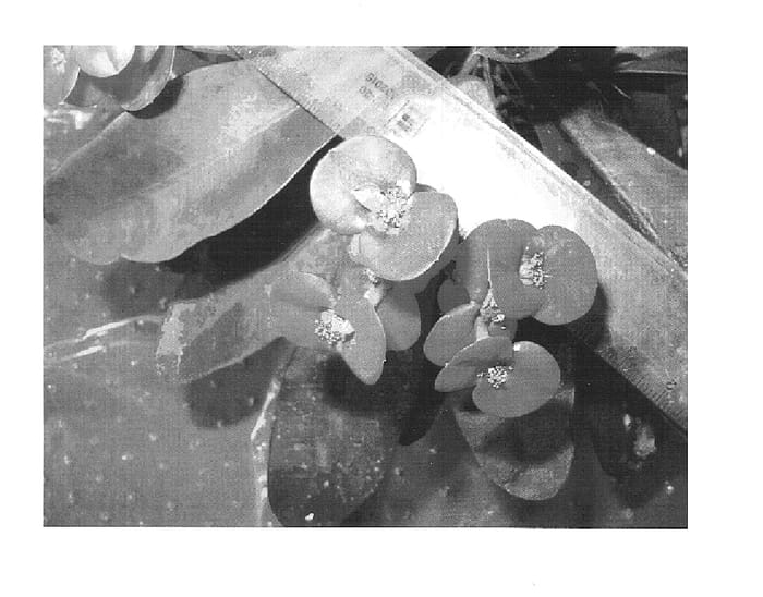 Figure 1 of US plant patent PP15415, the photograph of Kronos printed in the patent.