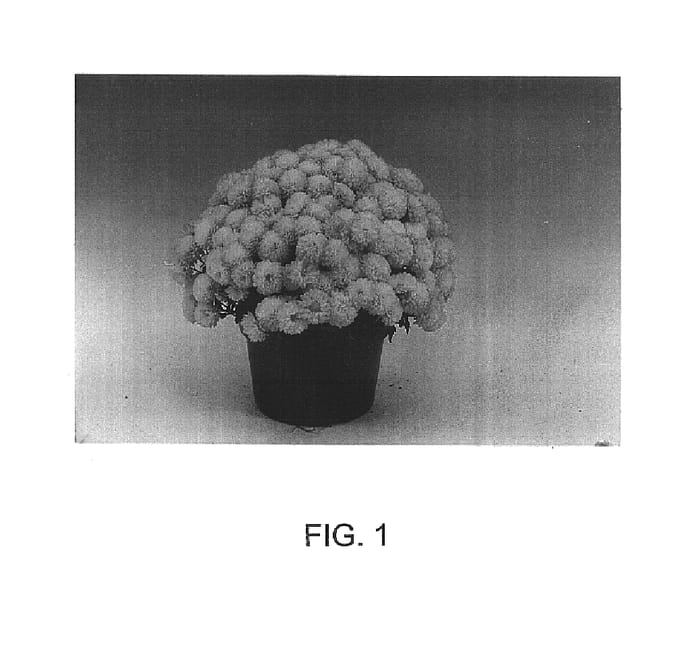 Figure 1 of US plant patent PP15416, the photograph of Beryl printed in the patent.