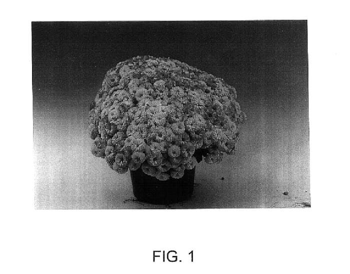 Figure 1 of US plant patent PP15417, the photograph of Babita printed in the patent.