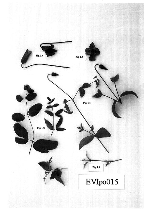 Figure 1 of US plant patent PP15418, the photograph of EVIpo015 printed in the patent.