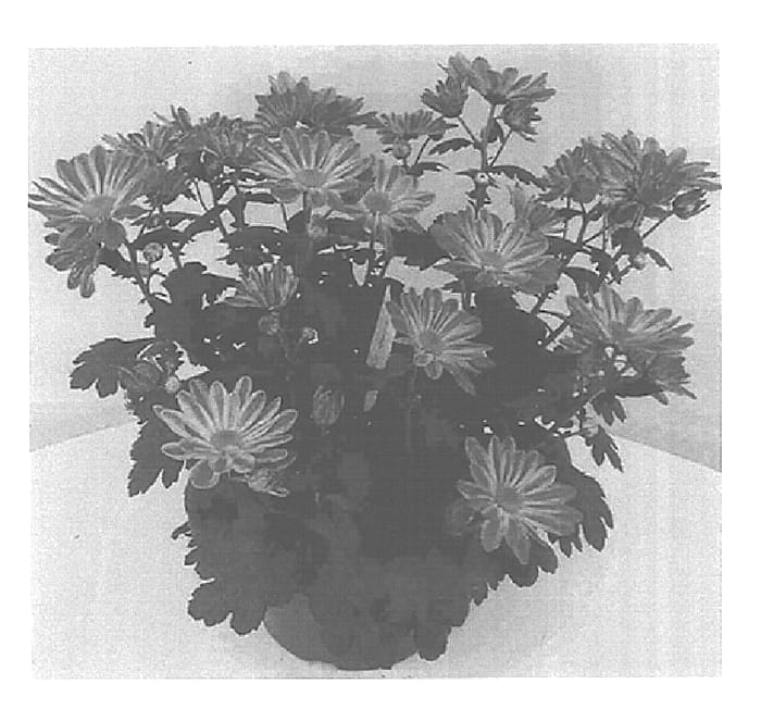 Figure 1 of US plant patent PP15419, the photograph of Esperanto Happy printed in the patent.